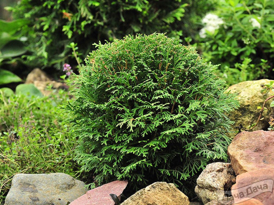 Туя Западная Даника Thuja occidentalis Danica