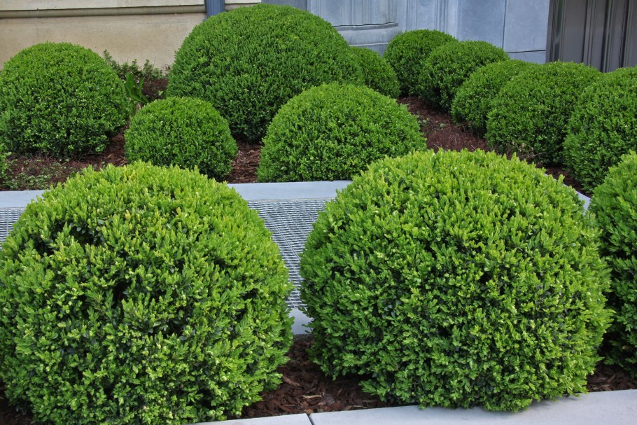 Туя шаровидная Даника и Глобоза