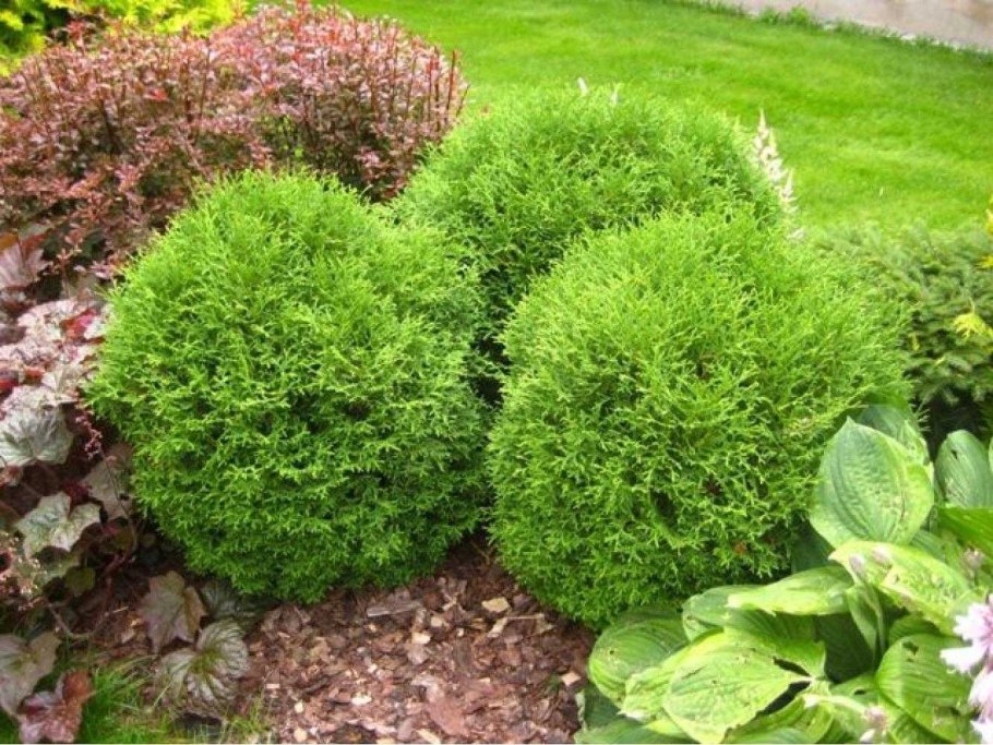 Туя Даника Ауреа