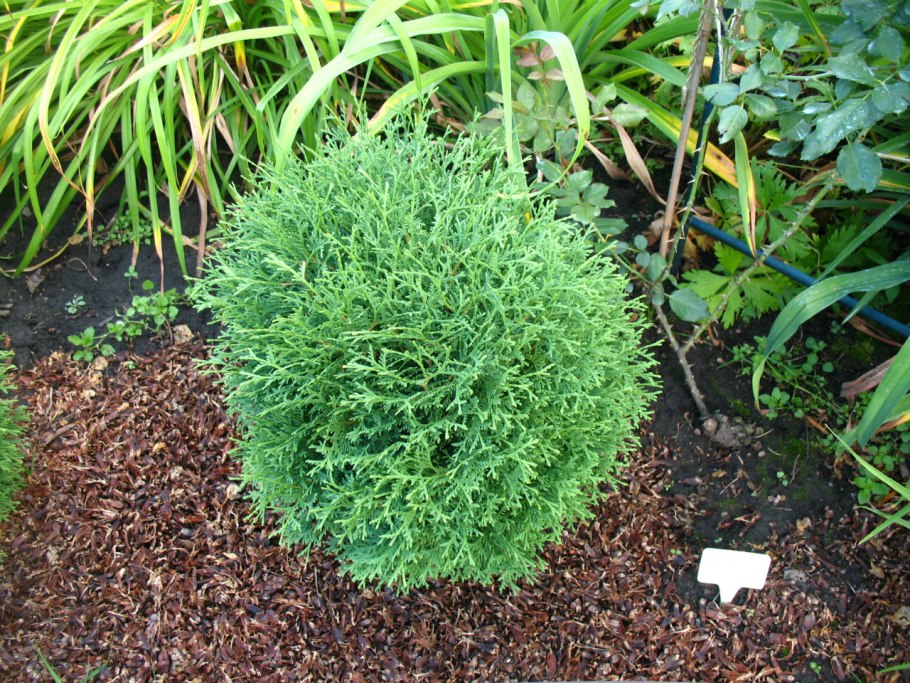 Туя Западная Даника