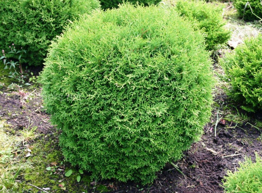 Туя Западная globosa