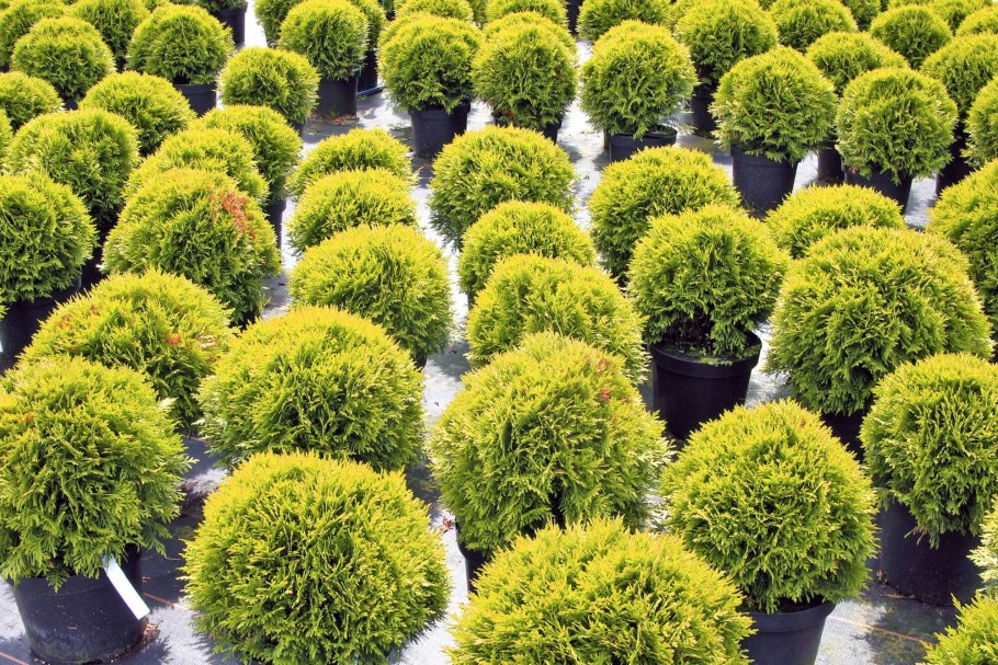 Туя Западная Даника