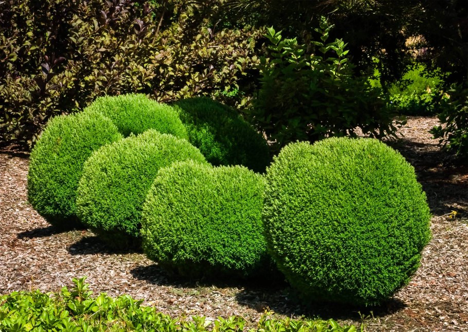 Туя Западная "Teddy" (Тедди)