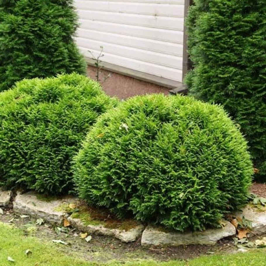 Туя Западная Woodwardii