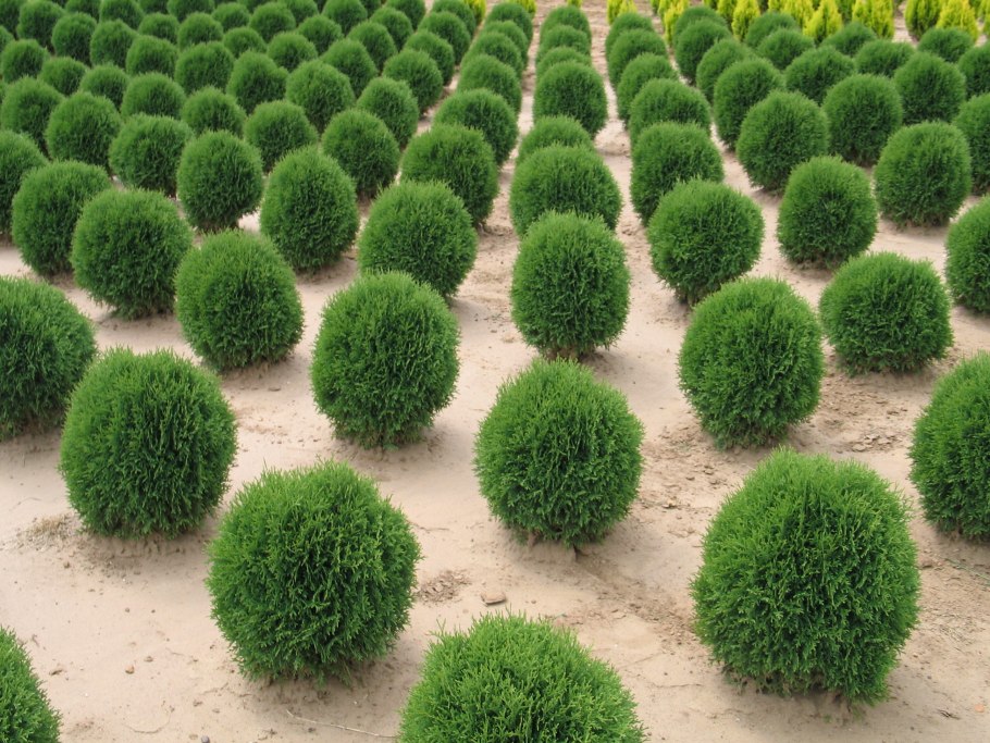 Туя Западная Thuja occidentalis “Danica”