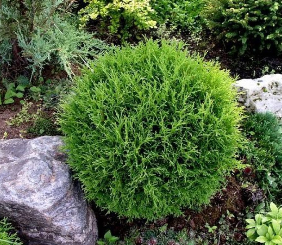 Туя шаровидная Даника..