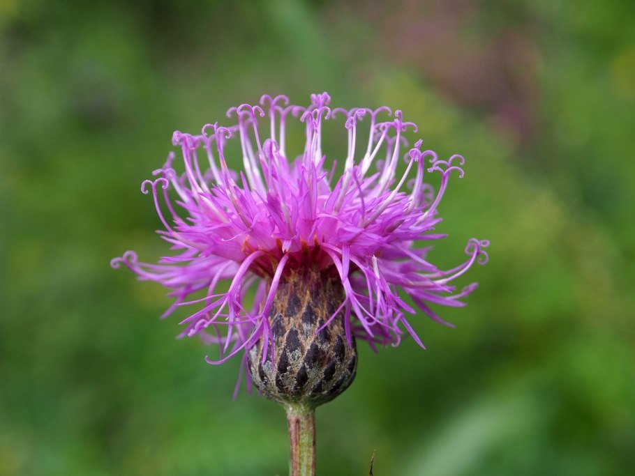 Серпуха зюзниколистная