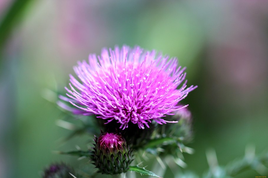 Серпуха Венценосная