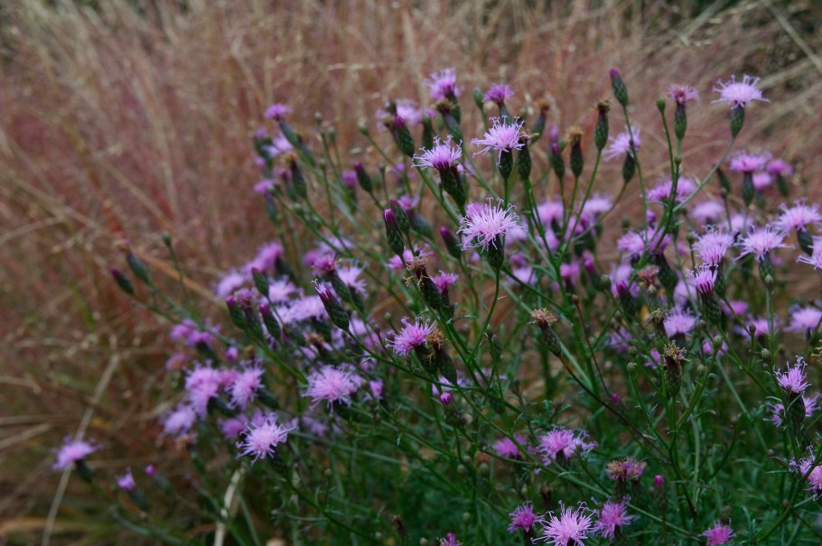 Серпуха медонос