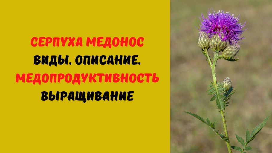 Медонос Василек Луговой