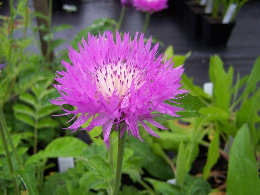 Маралий корень (левзея)