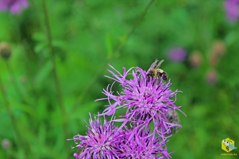 Серпуха Венценосная трава