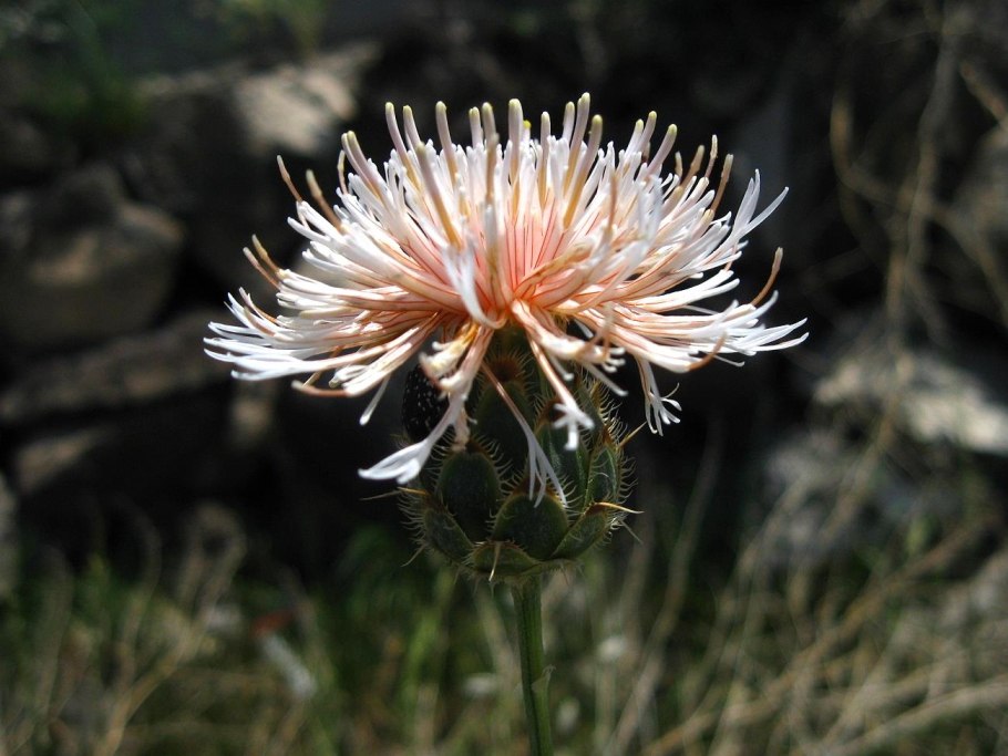 Centaurea carduiformis