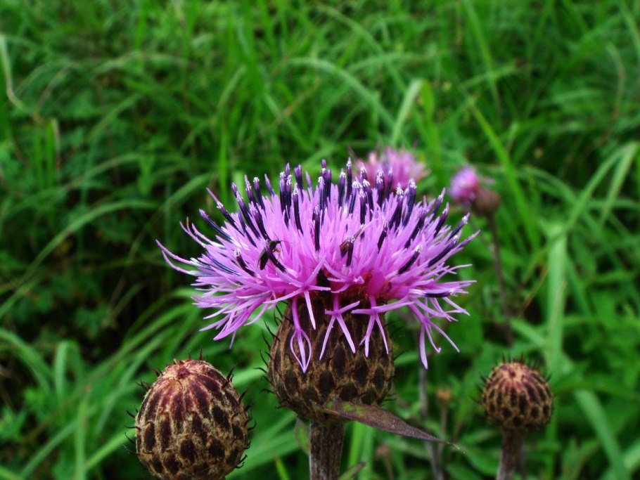 Серпуха красильная