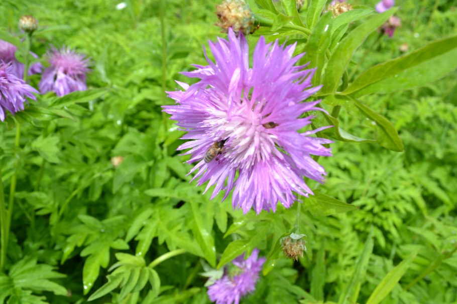 Василек Барбея