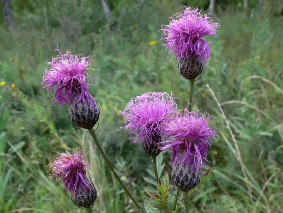 Centaurea nigra