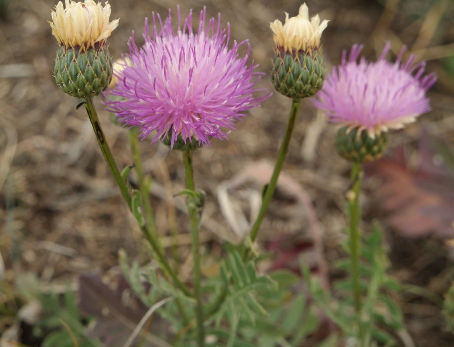 Серпуха Гмелина