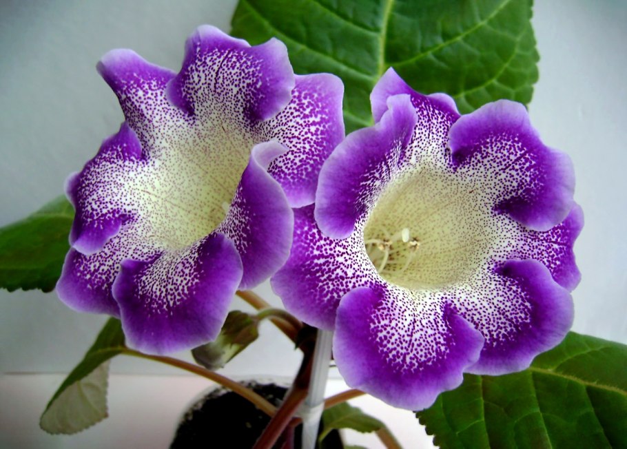 Глоксиния Королевская