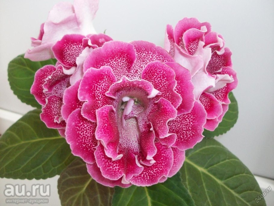 Глоксиния Соренто