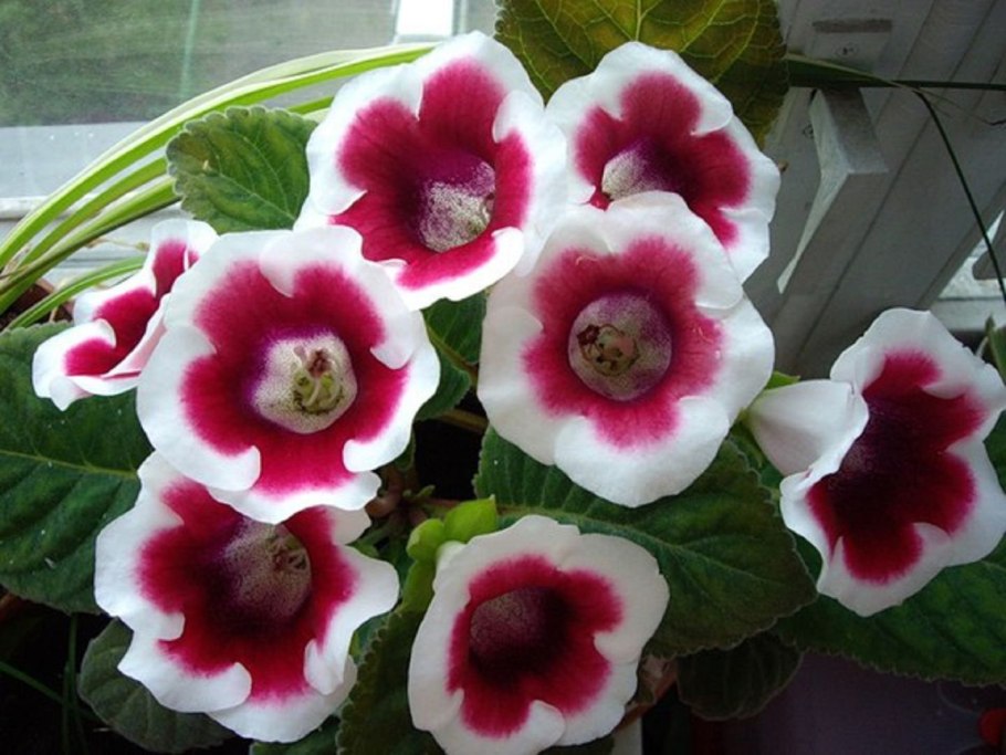 Глоксиния Брокада красная