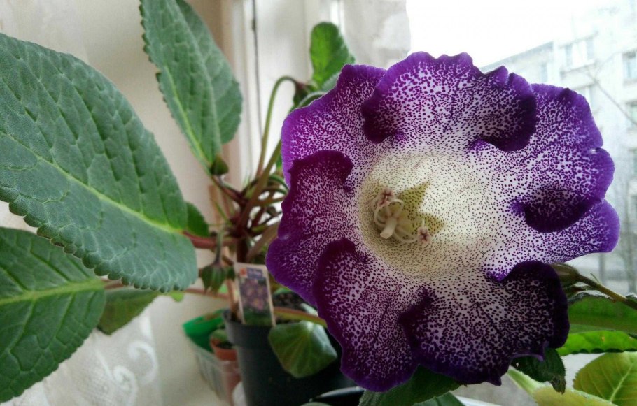 Глоксиния Жасмин