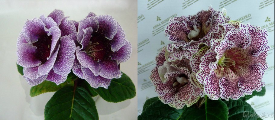 Глоксиния зимняя вишня