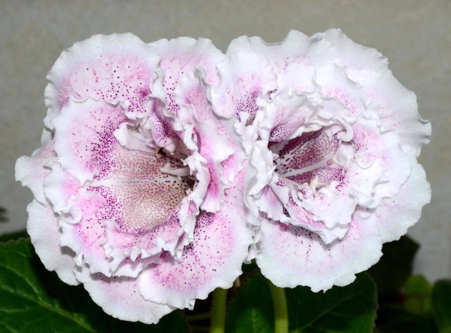 Глоксиния Энигма