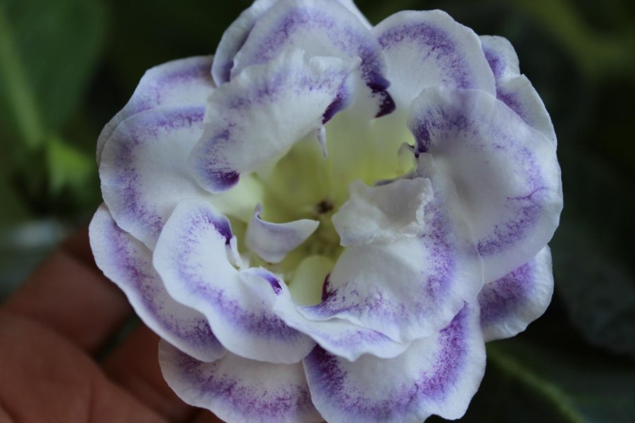 Глоксиния махровая