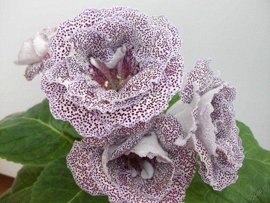 Глоксиния Маджестик