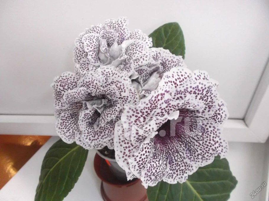 Глоксиния Королевская