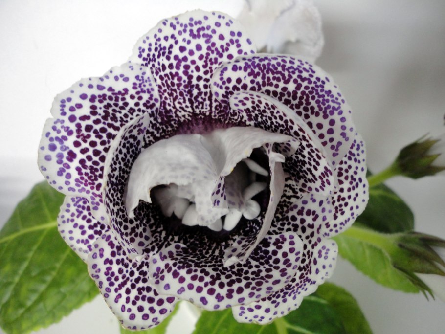 Глоксиния Аурелия