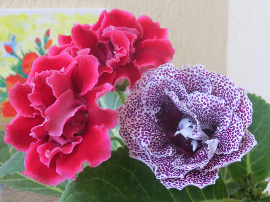 Глоксиния Мила