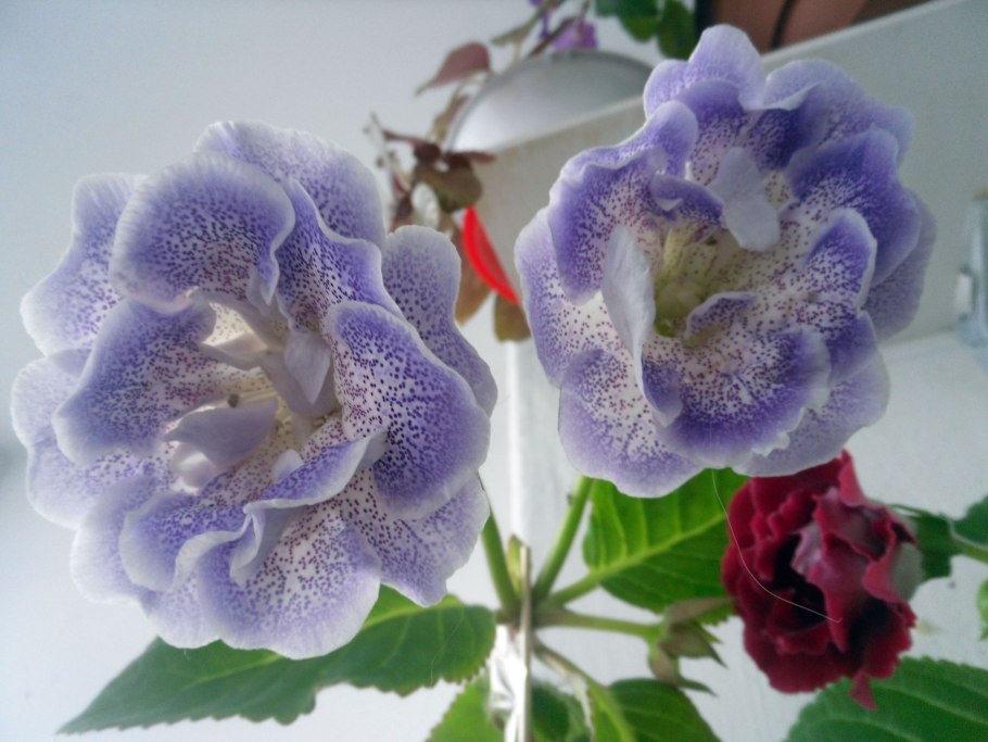 Глоксиния Фаворит