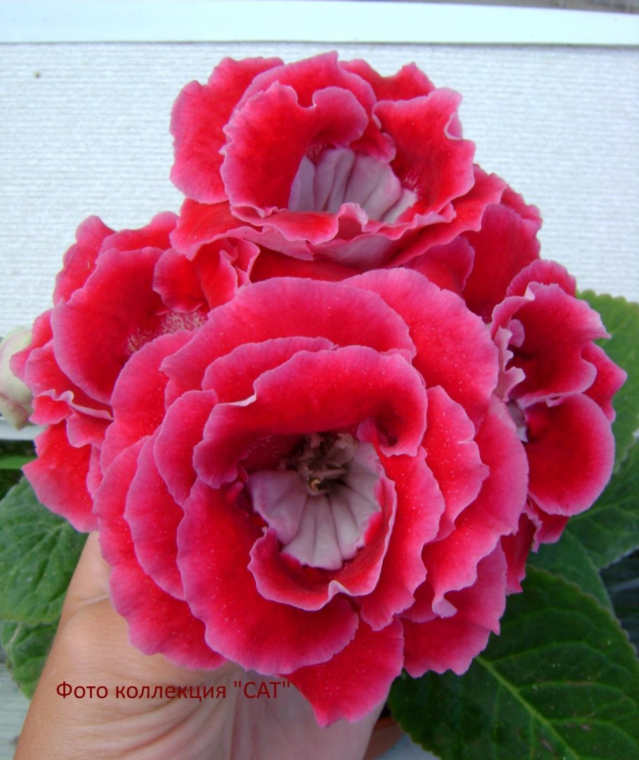 Розе брют глоксиния