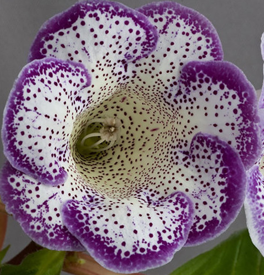 Глоксиния Родина растения