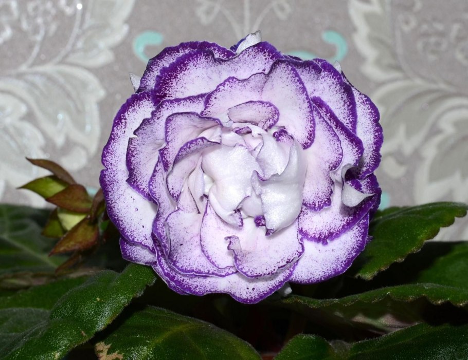 Глоксиния (синнингия) прекрасная