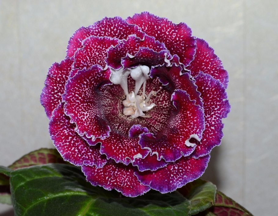 Глоксиния Элиза