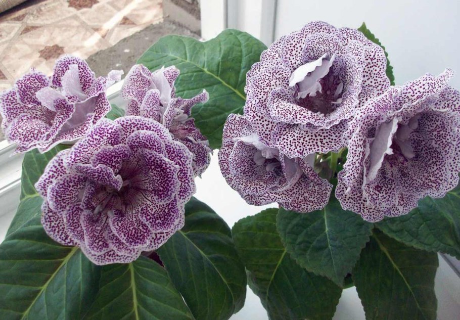 Глоксиния Эдельвейс