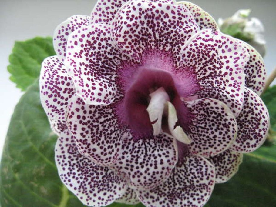 Цветок глоксиния Королевская