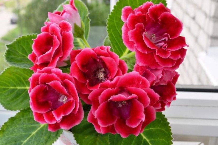 Глоксиния зазноба