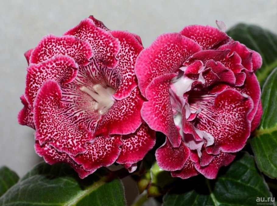 Глоксиния Аванти белая