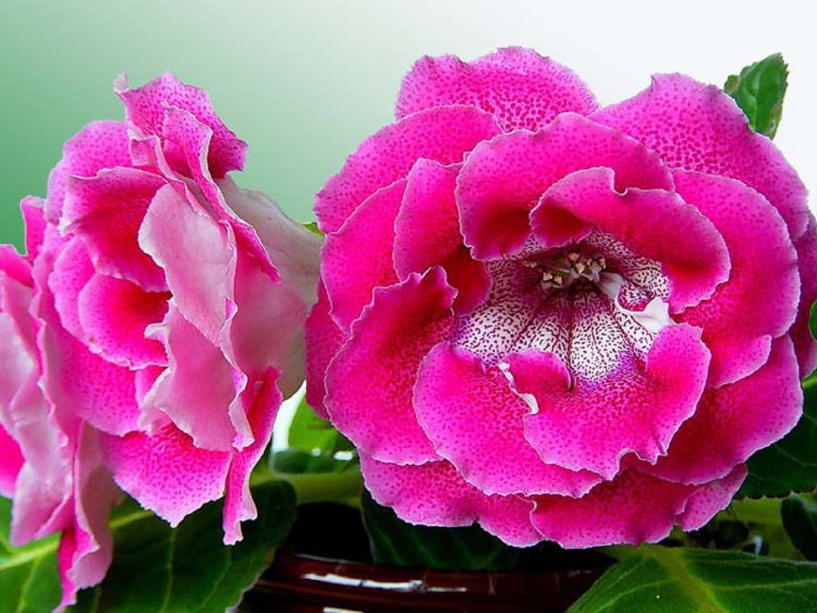 Глоксиния Везувий