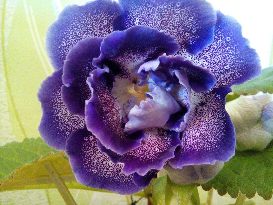 Глоксиния Фаэтон