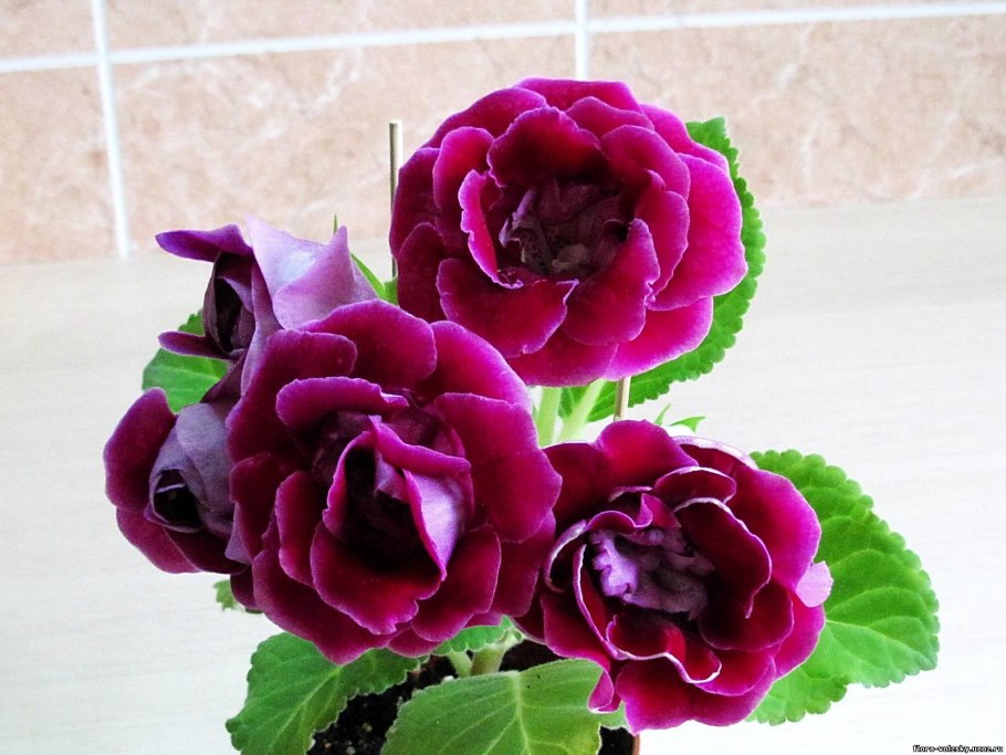 Глоксиния Лукоморье