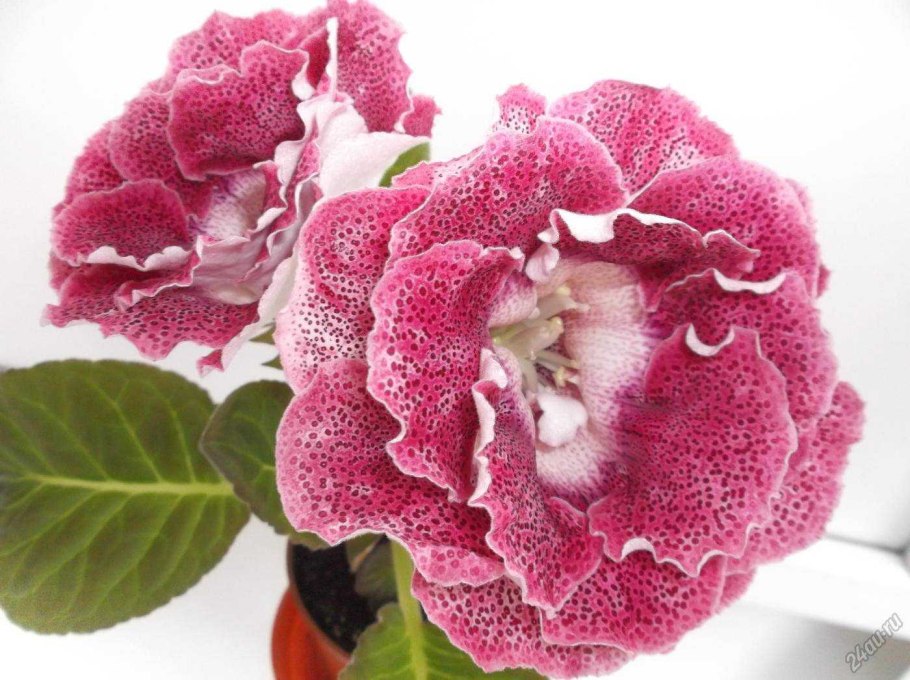 Цветок глоксиния