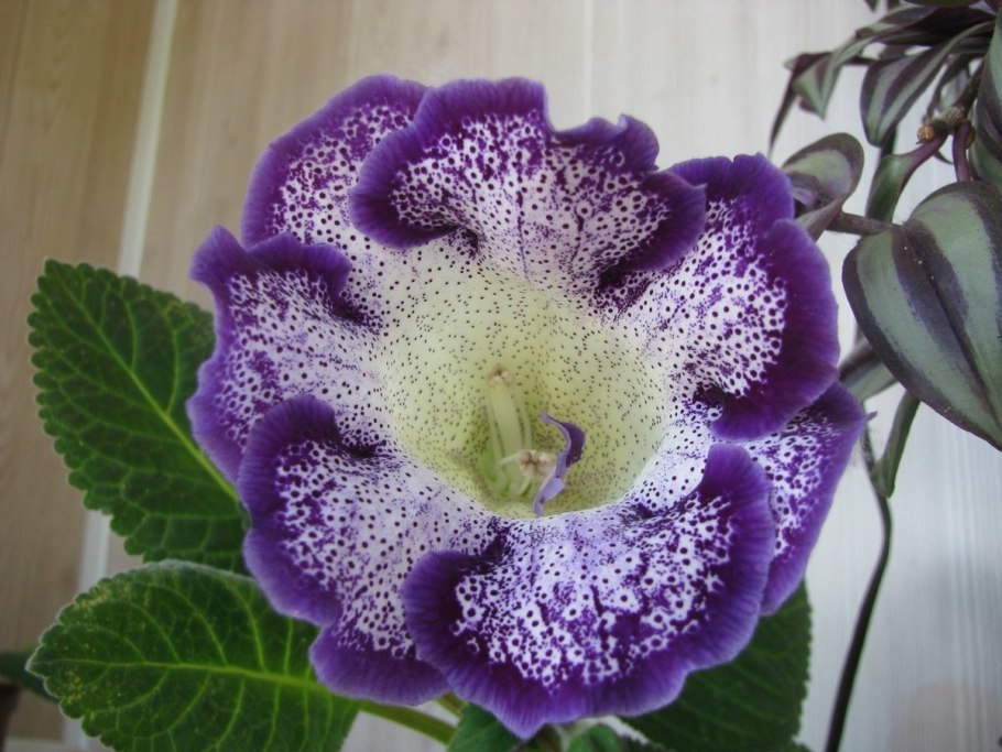 Глоксиния голубая роза