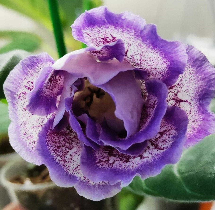 Глоксиния Энигма