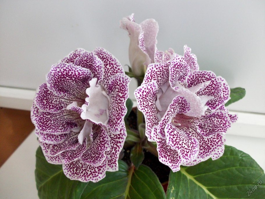 Глоксиния куст