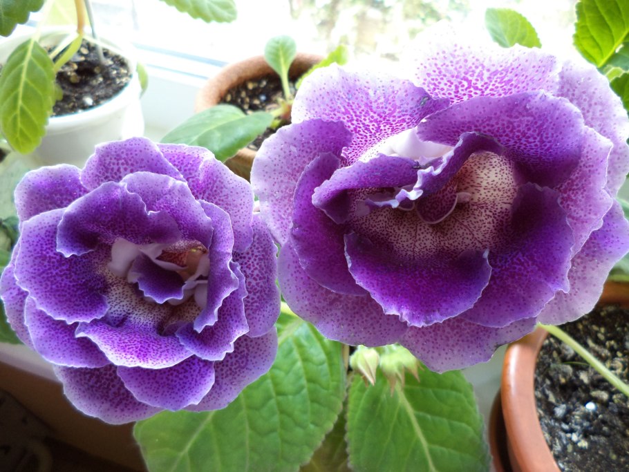 Цветок глоксиния Королевская