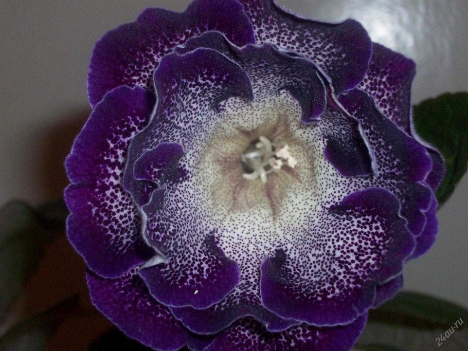 Глоксиния Kristin Irish